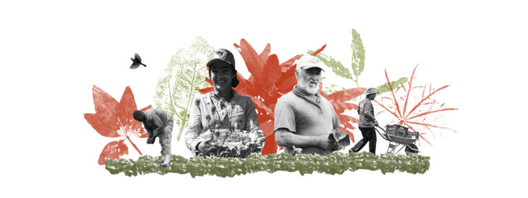 Leia mais sobre o artigo Você sabe qual é a diferença entre agricultura orgânica e agroecologia?