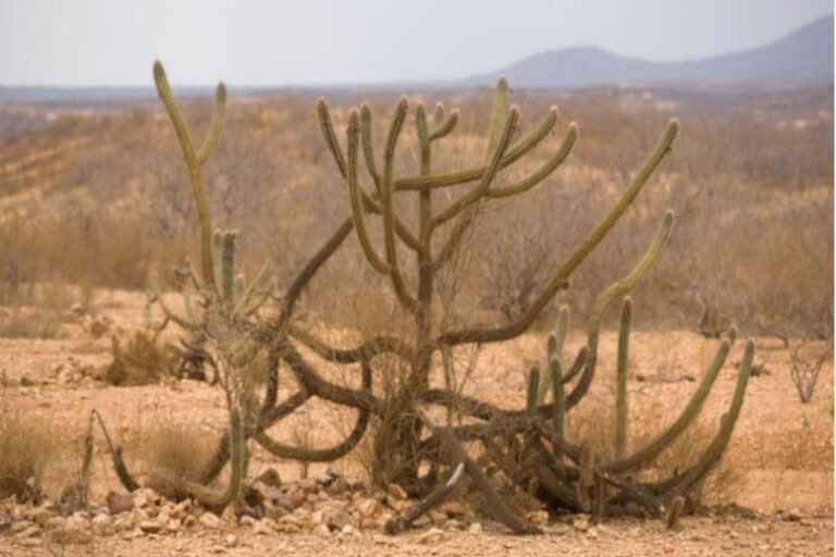 Leia mais sobre o artigo Pela 1ª vez, Brasil registra áreas áridas de deserto