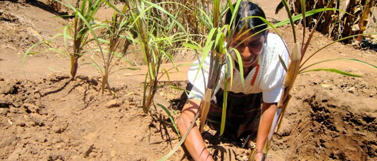 Leia mais sobre o artigo Panorama Regional de Segurança Alimentar e Nutrição para a América Latina e o Caribe 2024