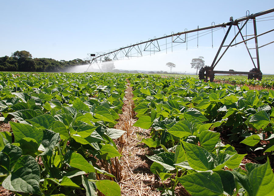 Feijão em Plantio Direto