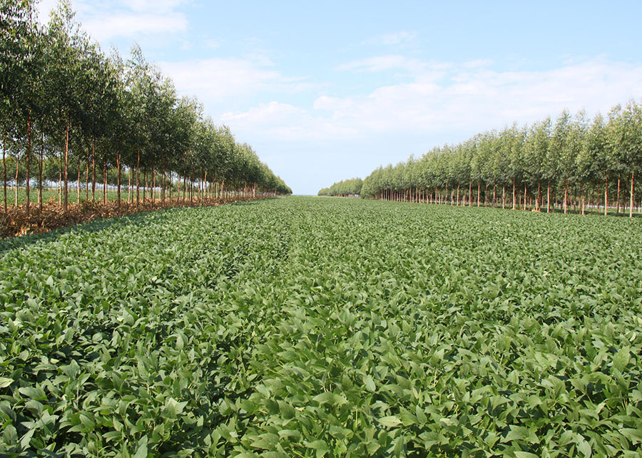 Plantação de soja em ILPF