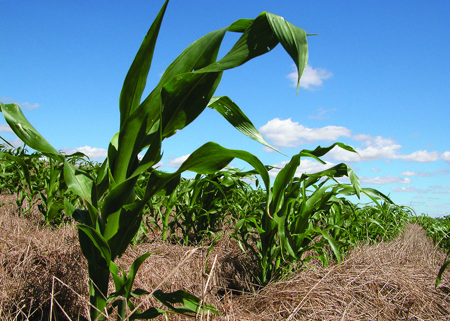 milho em plantio direto