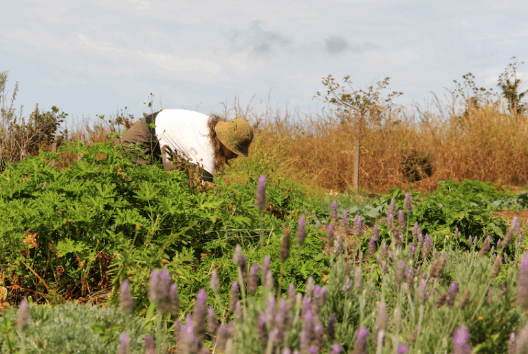 Leia mais sobre o artigo AlimentaLAB é lançado com foco em Sistemas Alimentares Sustentáveis