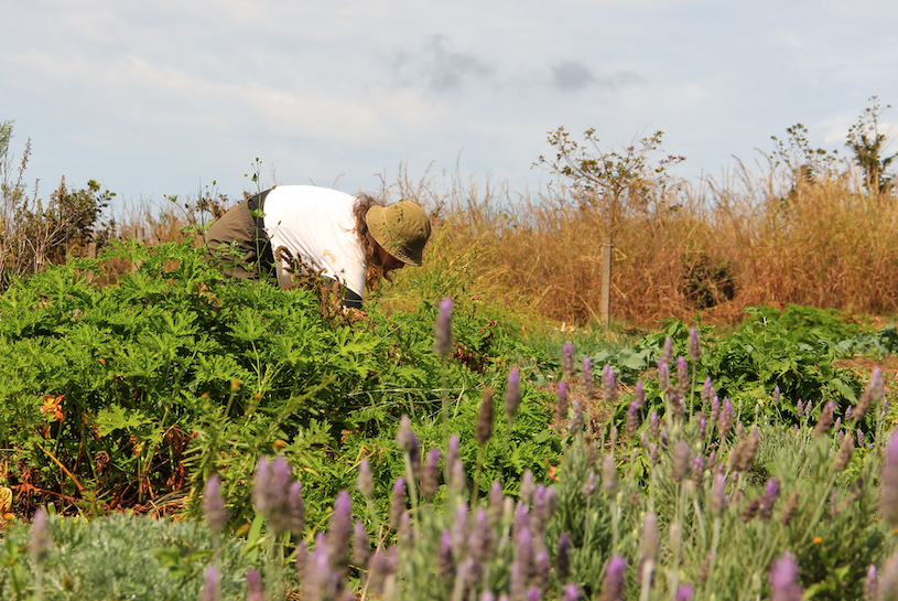 Leia mais sobre o artigo AlimentaLAB é lançado com foco em Sistemas Alimentares Sustentáveis