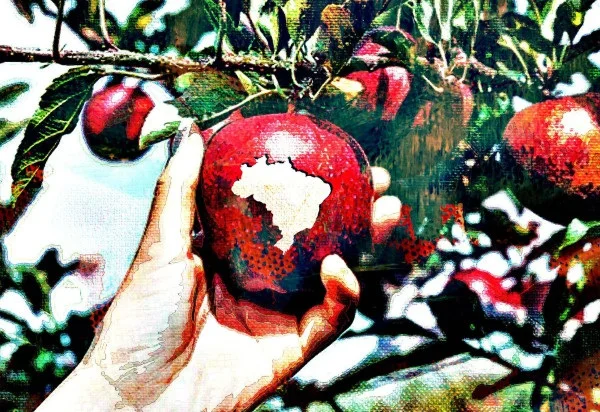 Leia mais sobre o artigo Depois da fome, a qualidade: o Brasil e o desafio das dietas saudáveis