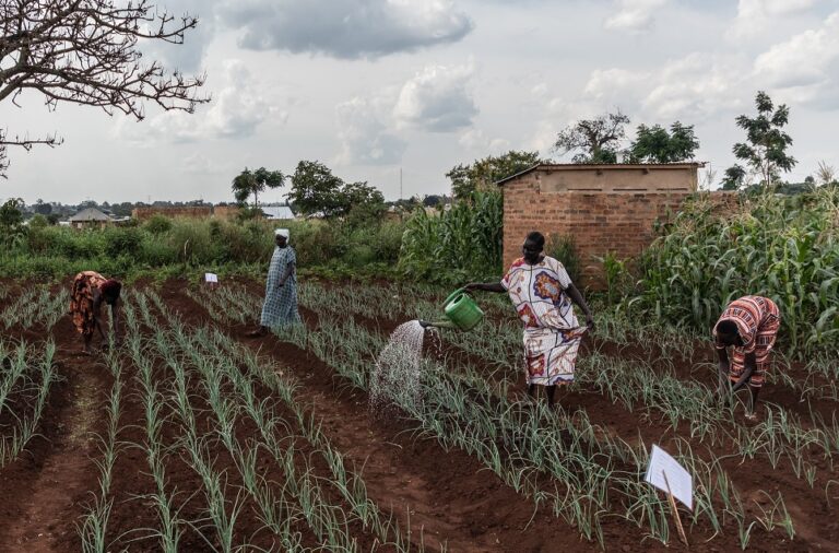 Leia mais sobre o artigo Proteção Social e Ação Climática Inclusiva: Evidências do Fundo Verde para o Clima