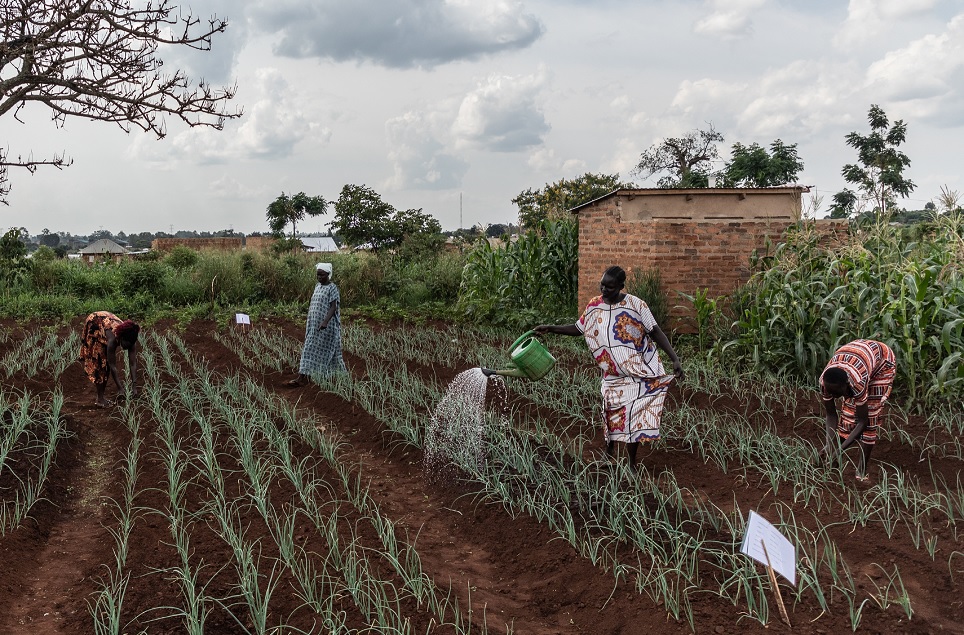 Leia mais sobre o artigo Proteção Social e Ação Climática Inclusiva: Evidências do Fundo Verde para o Clima