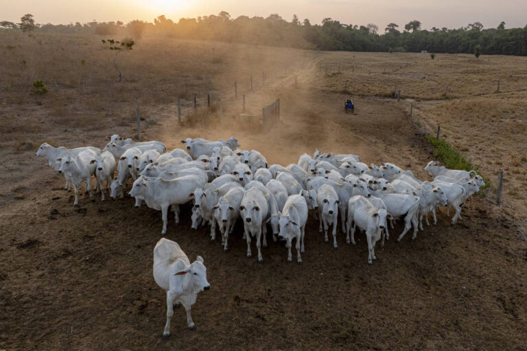 Leia mais sobre o artigo Ameaça à segurança alimentar hoje é o excesso, não a escassez