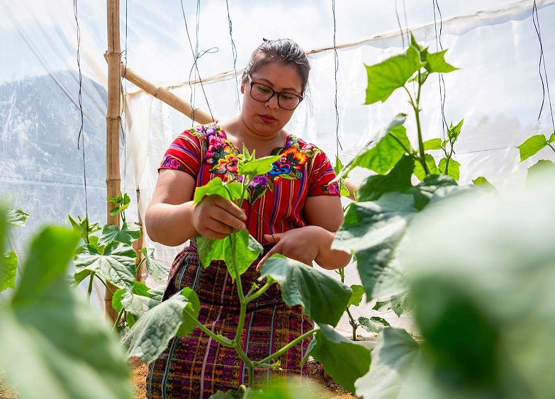 Leia mais sobre o artigo Compras Públicas Locais de Alimentos e Agricultura Familiar: um Caminho Estratégico para Fortalecer a Segurança Alimentar