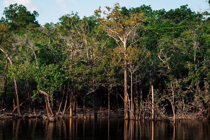 Leia mais sobre o artigo Estudo inédito mostra que 18% da Amazônia é formada por áreas úmidas, um dos ecossistemas mais vulneráveis às mudanças climáticas