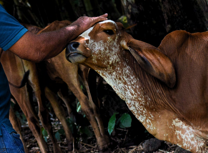 Leia mais sobre o artigo Proteger o rebanho antes do desastre: a ação antecipatória como estratégia de segurança alimentar no meio rural