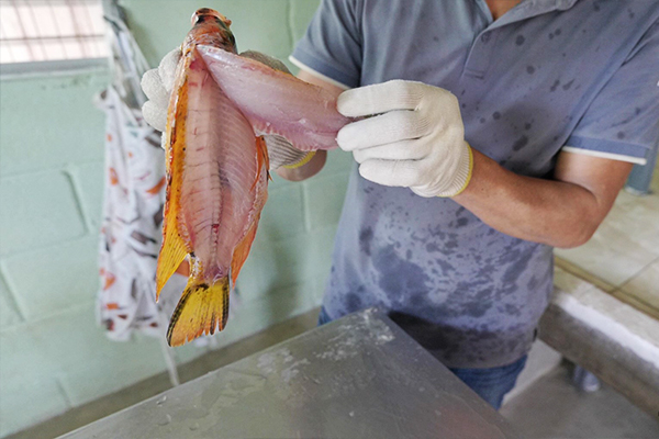 Preparación de una comida a base de pescado en Santa Bárbara, Honduras 2