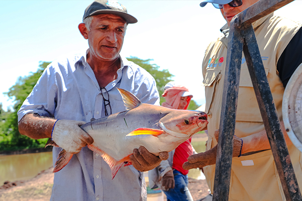 Pescador pesa o peixe antes de entregá-lo a uma escola