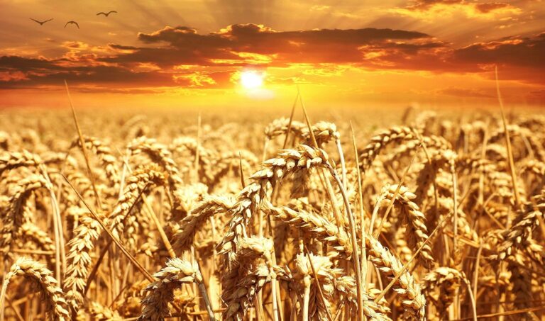 Leia mais sobre o artigo Sistemas alimentares globais “à beira do colapso” sob calor extremo, alerta ONU