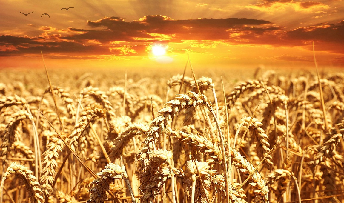 Leia mais sobre o artigo Sistemas alimentares globais “à beira do colapso” sob calor extremo, alerta ONU