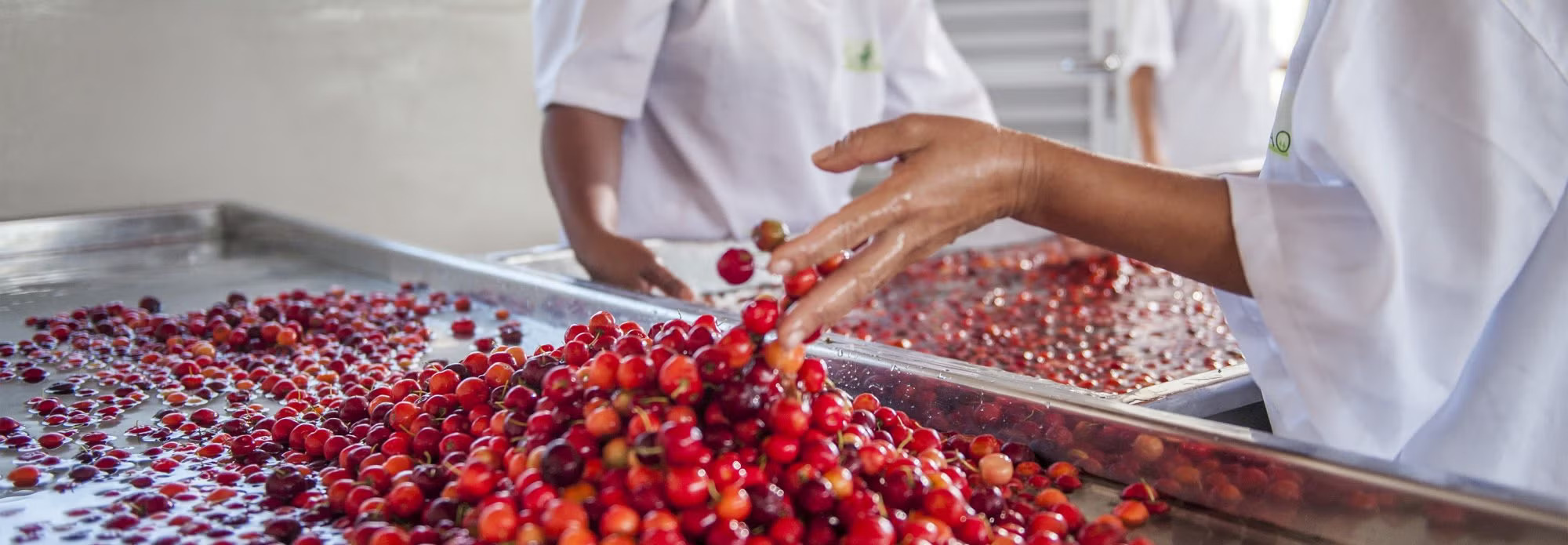 Leia mais sobre o artigo A alimentação escolar é mais um eixo de transformação para a justiça climática