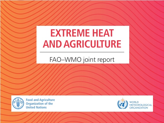 Leia mais sobre o artigo Calor extremo ameaça a agricultura global e a segurança alimentar, aponta relatório Extreme Heat and Agriculture (FAO–WMO)