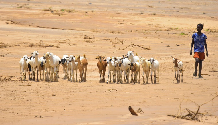 Leia mais sobre o artigo O El Niño está chegando. Veja onde os riscos para a agricultura são maiores