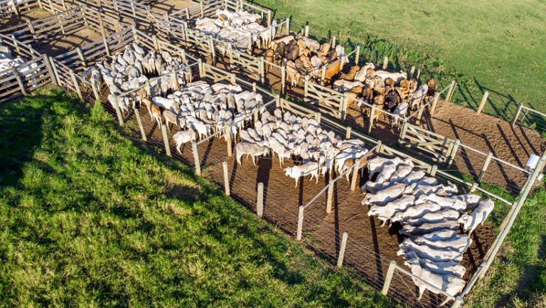 Leia mais sobre o artigo Promessas verdes, provas escassas: o que dizem (e não provam) as maiores empresas de carne e laticínios do mundo