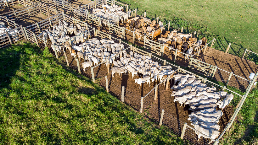 Leia mais sobre o artigo Promessas verdes, provas escassas: o que dizem (e não provam) as maiores empresas de carne e laticínios do mundo