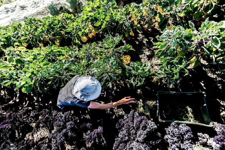 Leia mais sobre o artigo Um Estreito estreito demais: como a interrupção no abastecimento de fertilizantes está desarticulando a Segurança Alimentar global