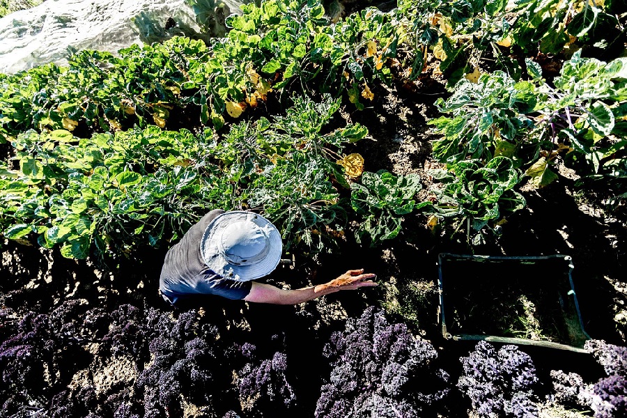 Leia mais sobre o artigo Um Estreito Estreito Demais: Como a Interrupção no Abastecimento de Fertilizantes Está Desarticulando a Segurança Alimentar Global