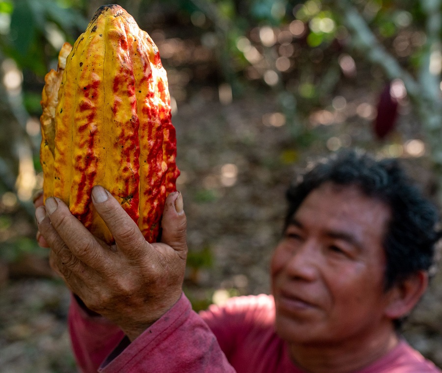 Leia mais sobre o artigo Produzir e conservar: os caminhos amazônicos apontados pela FAO